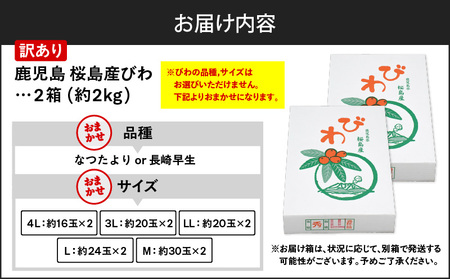 旬の朝採り! 鹿児島 桜島産びわ 2箱(訳あり品) K343-002_02 果物 フルーツ