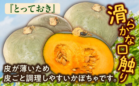 【先行予約】北海道 かぼちゃ とっておき 2個 【9月中旬以降発送】足寄町/足寄アグリバイオ株式会社 [BEAC010]