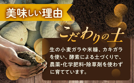 【先行予約】北海道 かぼちゃ とっておき 2個 【9月中旬以降発送】足寄町/足寄アグリバイオ株式会社 [BEAC010]