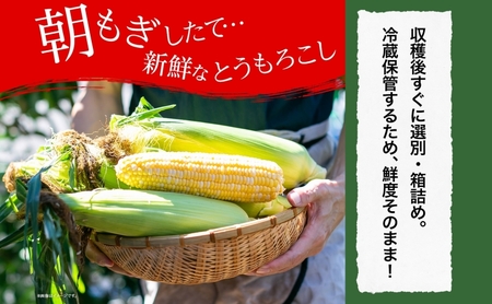 北海道 朝もぎ とうもろこし 恵味 ゴールド 10本 トウモロコシ コーン