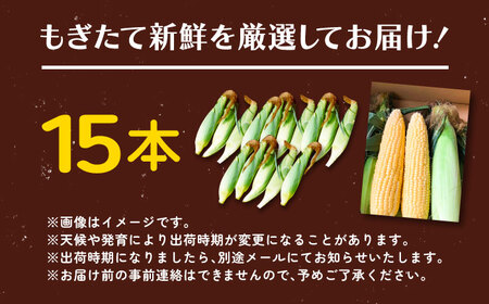 【先行予約】北海道 朝もぎ とうもろこし 15本（恵味ゴールド）【8月上旬以降発送】《足寄町》【党崎農場】 [BEAA004]