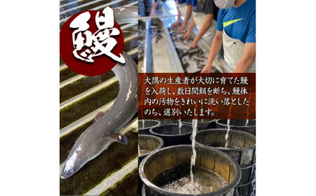 【６ヶ月定期便】鹿児島県大隅産うなぎ蒲焼８尾（1.2kg）【国産】偶数月にお届け 2083-1