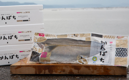 2141 【 全3回定期便 / 毎月お届け 】かのやカンパチ フィーレ半身（ お刺身10～15人前 ）800g KN001-T01 魚 カンパチ