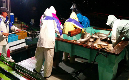 2141 【 全3回定期便 / 毎月お届け 】かのやカンパチ フィーレ半身（ お刺身10～15人前 ）800g KN001-T01 魚 カンパチ