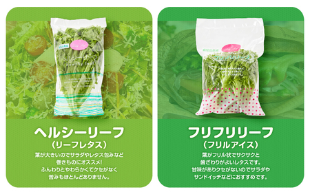 1628-2 【 全12回 定期便 】洗わずに食べられる プレミアム 水耕栽培 レタス セット（ 計5袋 ） KN064-T03 野菜 サラダ サンドイッチ リーフレタス フリルアイス 手軽 旭信興産 ふるさと納税 鹿児島 鹿屋市 おすすめ ランキング プレゼント ギフト