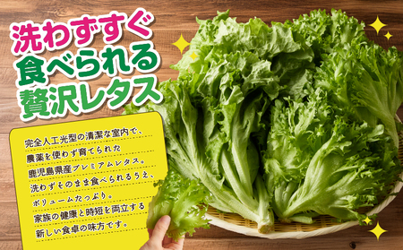 1629-2 【 全24回 定期便 】洗わずに食べられる プレミアム 水耕栽培 レタス セット( 計5袋 ) KN064-T04 野菜 サラダ サンドイッチ リーフレタス フリルアイス 手軽 旭信興産 ふるさと納税 鹿児島 鹿屋市 おすすめ ランキング プレゼント ギフト