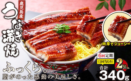 2323-1 【 全6回 定期便 】 鹿児島 産 うなぎ 合計340g （ 170g × 2尾 ） KN021-T19 魚 鰻