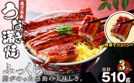 2443 鹿児島 産 うなぎ 合計 510g （ 170g × 3尾 ） KN021-014-03 魚 鰻