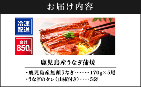 2445 鹿児島 産 うなぎ 合計850g （ 170g × 5尾 ） KN021-014-05 魚 鰻