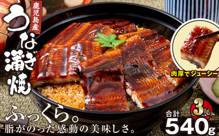 2446 鹿児島 産 うなぎ 合計540g （ 180g × 3尾 ） KN021-015-03 魚 鰻