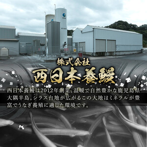 【年内配送12月15日入金まで】鹿児島県産うなぎ蒲焼き140尾セット 2469