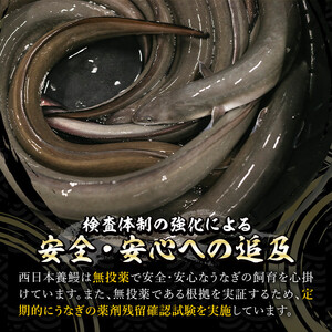 【年内配送12月15日入金まで】どうぞ、召し上がれ！うなぎ養殖量日本一からの挑戦状！【うなぎ蒲焼き3000尾】 2626