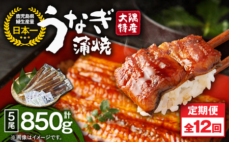 2490 【 定期 12回 】大隅特産 うなぎ蒲焼 5尾（850g）【 国産 】 KN060-T14 魚 冷凍 鰻 定期便