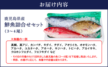 2530 鹿児島県産 鮮魚 詰合せ セット （ 3～4 尾 ） KN025-004-01 魚 お魚 刺身