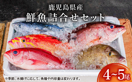 2531 鹿児島県産 鮮魚 詰合せ セット（ 4～5尾 ） KN025-004-02 魚 お魚 刺身