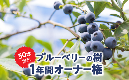 2855 鹿児島県鹿屋市 無農薬ブルーベリーの樹1年間オーナー権（50本限定） KN026-016 ブルーベリー オーナー権 体験 オキス ふるさと納税 鹿児島 鹿屋市 おすすめ ランキング プレゼント ギフト