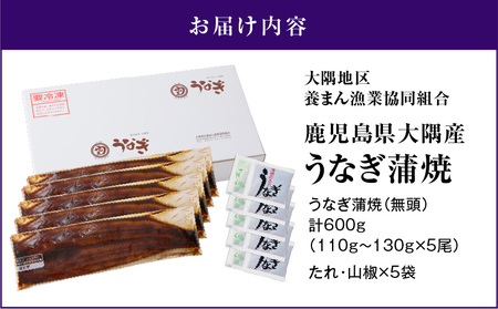 鹿児島県大隅産 うなぎ蒲焼 5尾セット（ 計600g ） KN007-022 魚 冷凍 鰻