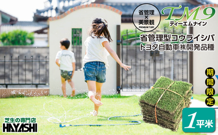 TM9（ティーエムナイン）省管理型コウライシバ トヨタ自動車(株)開発品種 1平米 KN080-007-01 芝生 お庭づくり