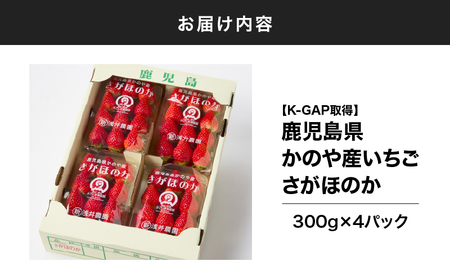 2888-1 K-GAP取得 鹿児島県 かのや産 いちご さがほのか （300g×4パック） KN114-001-01 イチゴ 苺 果物 フルーツ