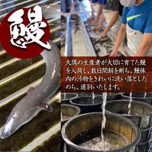 2082 【３ヶ月定期便】鹿児島県大隅産うなぎ蒲焼5尾（750ｇ）【国産】毎月お届け  本格 うなぎ 鰻 蒲焼（鹿児島）
