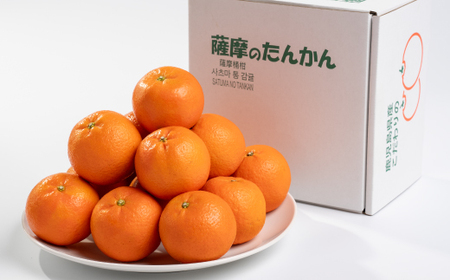【数量限定】鹿児島県枕崎産 山下農園の濃密こだわりたんかん A5-16_果物・フルーツ 柑橘 _【配送不可地域:離島】【1167031】