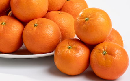 【数量限定】鹿児島県枕崎産 山下農園の濃密こだわりたんかん A5-16_果物・フルーツ 柑橘 _【配送不可地域:離島】【1167031】