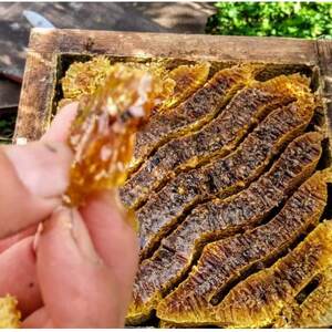 ふかざわ農園の日本ミツバチの生蜂蜜　100%で濃厚な味わい【非加熱・無添加】 A3-26【1166375】
