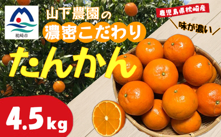 【数量限定】鹿児島県枕崎産 山下農園の濃密こだわりたんかん 4.5Kg　B2-3_果物・フルーツ みかん  ミカン 蜜柑  果物・フルーツ  柑橘 _【配送不可地域：離島】【1167036】