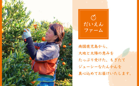 【2Lサイズ 】南国特産もぎたて たんかん 5kg【先行受付】2月下旬より順次発送 A8-122_果物・フルーツ 柑橘 _【配送不可地域:離島】【1466325】