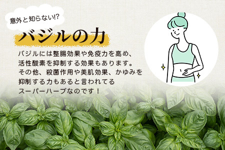 発酵ジェノベーゼソース(150g×3個)】【鹿児島県枕崎産 バジル使用】A5-13_惣菜・加工品     調味料   _【配送不可地域：離島】【1476144】