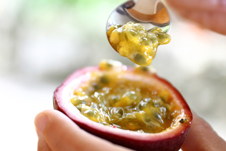 【先行受付】トロピカルパッションフルーツ約1.5Kg A3-50 【発送は2026年6月中旬予定】_果物・フルーツ くだもの_【配送不可地域:離島】【1166520】