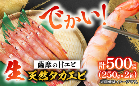 【薩摩の甘エビ】大きいサイズ　天然タカエビ500g　A1-10_魚介・海産物 甘エビ エビ あまえび 甘海老_【配送不可地域：離島】【1524580】