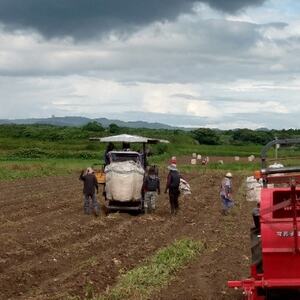 【本格焼酎】彩響・さくら白波【ソーダ割りが美味しい焼酎 900ml×2本】A3-349_酒・アルコール 芋焼酎 焼酎 _【配送不可地域:離島】【1551241】