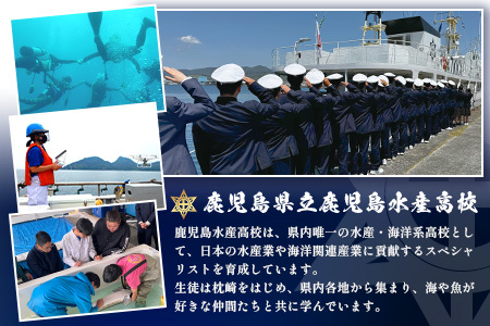 水産高校生考案　枕崎かつおラーメン2人前×4袋　和風しお味　液体スープ付　コンパクトサイズV0-4【1658461】