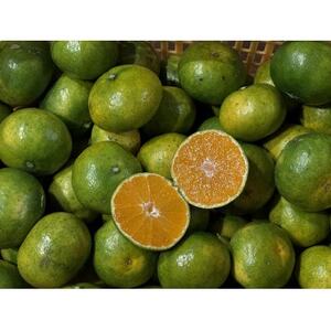 南国グアバとすっきり柑橘の爽やかカクテルシロップ 【グアバ柑橘シロップ】 A3-385【配送不可地域：離島】【1695315】