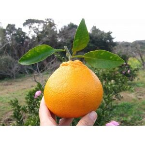 不知火 計5kg 鹿児島県枕崎市産　ご家庭用 A6-175【1697636】