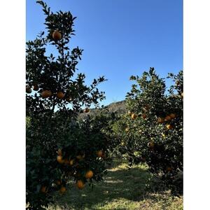 不知火 計5kg 鹿児島県枕崎市産　ご家庭用 A6-175【1697636】