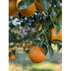 不知火 計5kg 鹿児島県枕崎市産　ご家庭用 A6-175【1697636】