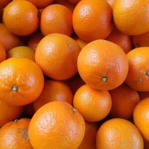 まるで果実!!南薩摩の果汁たっぷりゼリー6個箱入り Z0-59【配送不可地域：離島】【1697727】