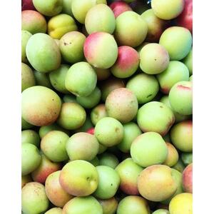 まるで果実!!南薩摩の果汁たっぷりゼリー6個箱入り Z0-59【配送不可地域：離島】【1697727】