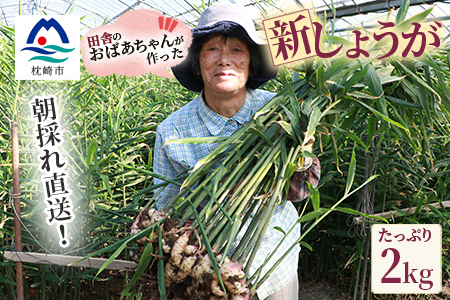 AA-381 朝獲れ新鮮! 鹿児島県枕崎産『新生姜』【計2kg前後】【期間限定】