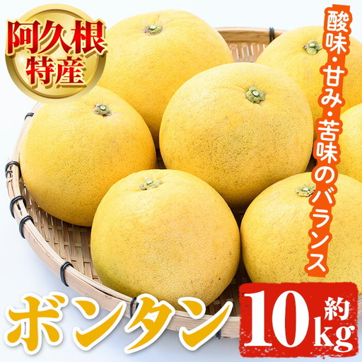 阿久根特産 ボンタン(10kg) 国産 果物 ボンタン ぼんたん フルーツ スイーツ 贈答用 ギフト 柑橘 期間限定【松永青果】akn053-28