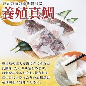 鮮度抜群！養殖真鯛(1尾分・約1.5kg) 鯛 真鯛 魚貝 魚介 海産物 刺身 焼き魚 煮つけ 真空パック【さるがく水産】a-14-43-z