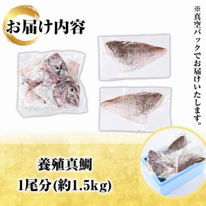 鮮度抜群！養殖真鯛(1尾分・約1.5kg) 鯛 真鯛 魚貝 魚介 海産物 刺身 焼き魚 煮つけ 真空パック【さるがく水産】a-14-43-z