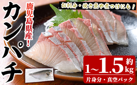 鮮度抜群！鹿児島県産カンパチ(片身分・1～1.5kg) 国産 刺身 鹿児島産 魚貝 魚介 海産物 刺身 かんぱち カンパチ 焼き魚 煮つけ【さるがく水産】akn028-28