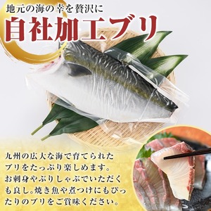 鮮度抜群！自社加工ブリ(片身分・4～5kg) ブリ 鰤 魚貝 魚介 海産物 刺身 焼き魚 煮つけ 真空パック【さるがく水産】a-32-6-z