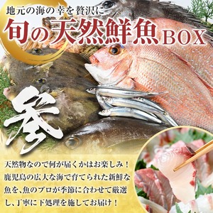 <定期便・全3回>海の幸満喫定期便 魚貝 魚介 海産物 旬 お魚 冷蔵 刺身 真鯛 タイ カンパチ ブリ 鰤 鮮魚 焼き魚 たこ ゆでだこ タコ 蛸 煮つけ 定期便 詰め合わせ セット お楽しみ 海の幸【さるがく水産】akn028-32