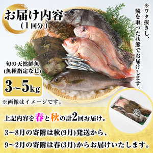＜定期便・全2回＞旬の天然鮮魚 厳選BOX(各3～5kg) 天然 魚貝 魚介 海産物 刺身 焼き魚 煮つけ 鯛 イカ キビナゴ【さるがく水産】akn028-31