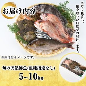 旬の天然鮮魚BOX(5～10kg) 国産 刺身 魚貝 魚介 鮮魚 海産物 天然物 煮つけ 焼き魚【さるがく水産】a-40-12-z