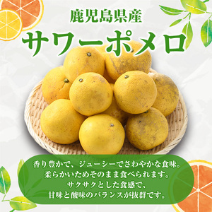 <先行予約受付中!2026年1月以降順次発送予定>訳ありサワーポメロ(約10kg) 国産 果物 フルーツ 柑橘 甘味 酸味 デザート おやつ【松永青果】akn053-16